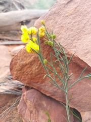 Acacia continua