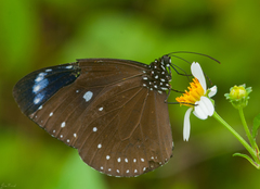 Euploea tulliolus koxinga