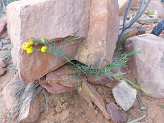 Acacia continua