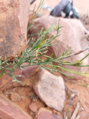 Acacia continua