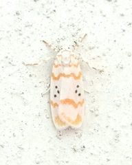 Cyana interrogationis