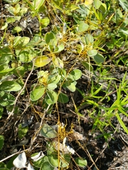 Cuscuta chinensis