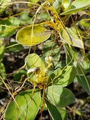 Cuscuta chinensis