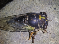 Neotibicen lyricen engelhardti