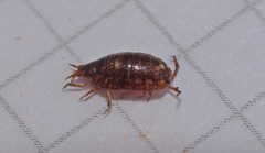 Styloniscus