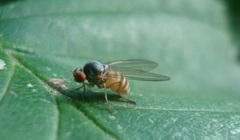Agathomyia falleni