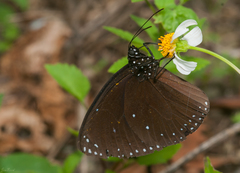 Euploea eunice hobsoni