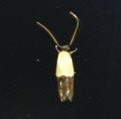 Opogona dimidiatella
