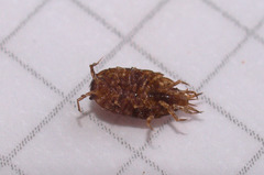 Styloniscus