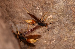 Polistes comanchus comanchus