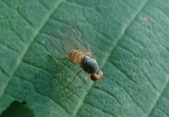 Agathomyia falleni