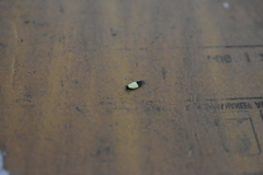 Opogona dimidiatella