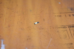 Opogona dimidiatella