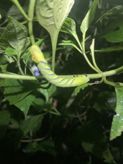 Acherontia