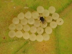 Trissolcus