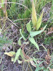 Asclepias lanuginosa