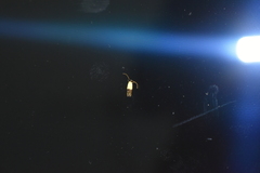 Opogona dimidiatella