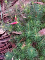 Stenanthera pinifolia