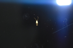 Opogona dimidiatella