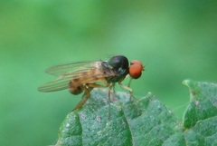 Agathomyia falleni