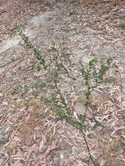 Acacia cremiflora