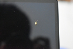 Opogona dimidiatella