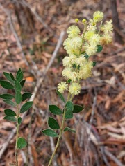 Acacia cremiflora