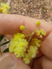 Acacia cremiflora