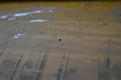 Opogona dimidiatella