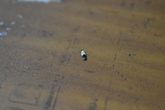 Opogona dimidiatella