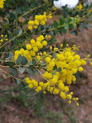 Acacia cultriformis