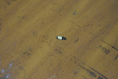 Opogona dimidiatella