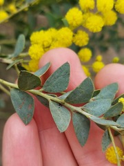 Acacia cultriformis
