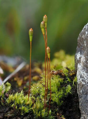 Amblyodon dealbatus