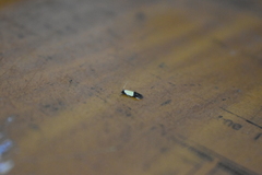 Opogona dimidiatella