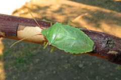 Chlorocoris rufopictus