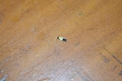 Opogona dimidiatella