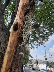 Tillandsia usneoides