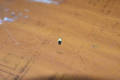 Opogona dimidiatella