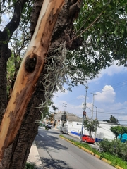 Tillandsia usneoides
