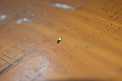 Opogona dimidiatella