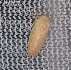 Polana quadrinotata