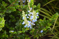 Salvia uliginosa
