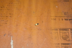 Opogona dimidiatella