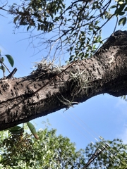 Tillandsia recurvata