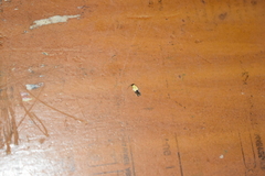 Opogona dimidiatella