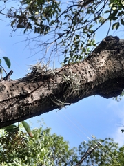 Tillandsia recurvata