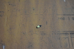 Opogona dimidiatella