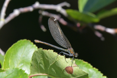 Calopteryx virgo