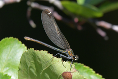 Calopteryx virgo